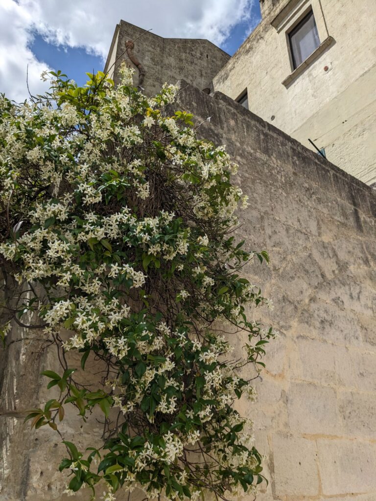 イタリア1人旅/女一人旅/南イタリア/ツアー参加/1人参加/アルベロベッロからマテーラへ/HISツアー