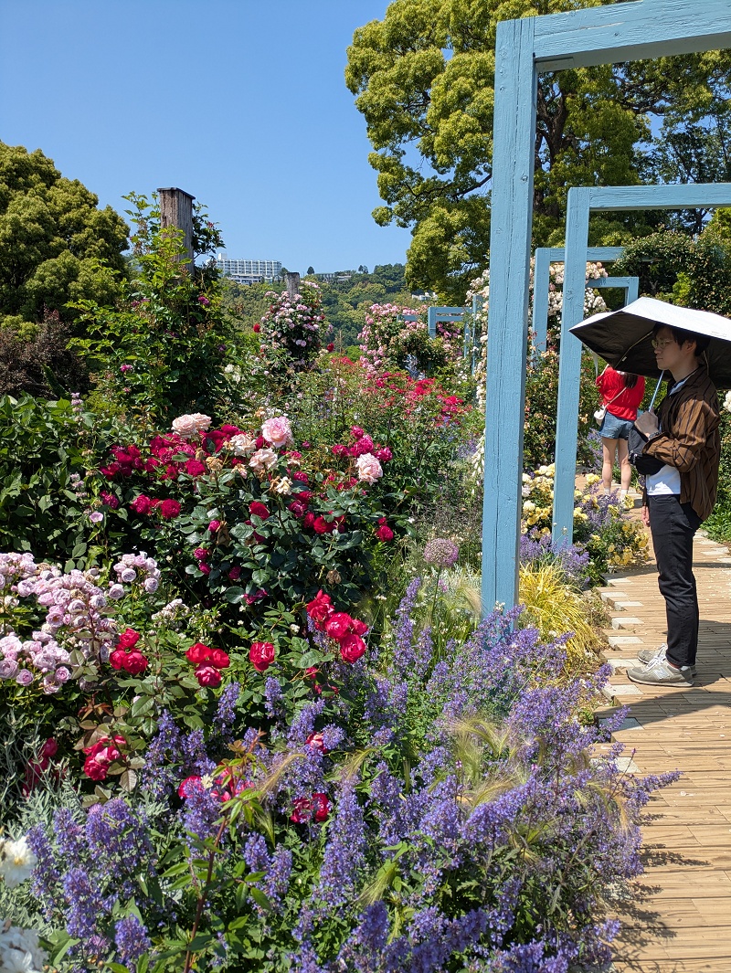 5月のアカオフォレスト(静岡県熱海市)